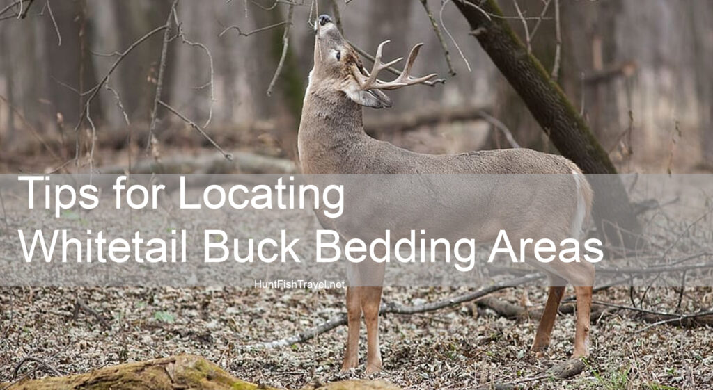 Tips for Locating Whitetail Buck Bedding Areas by Carrie Zylka