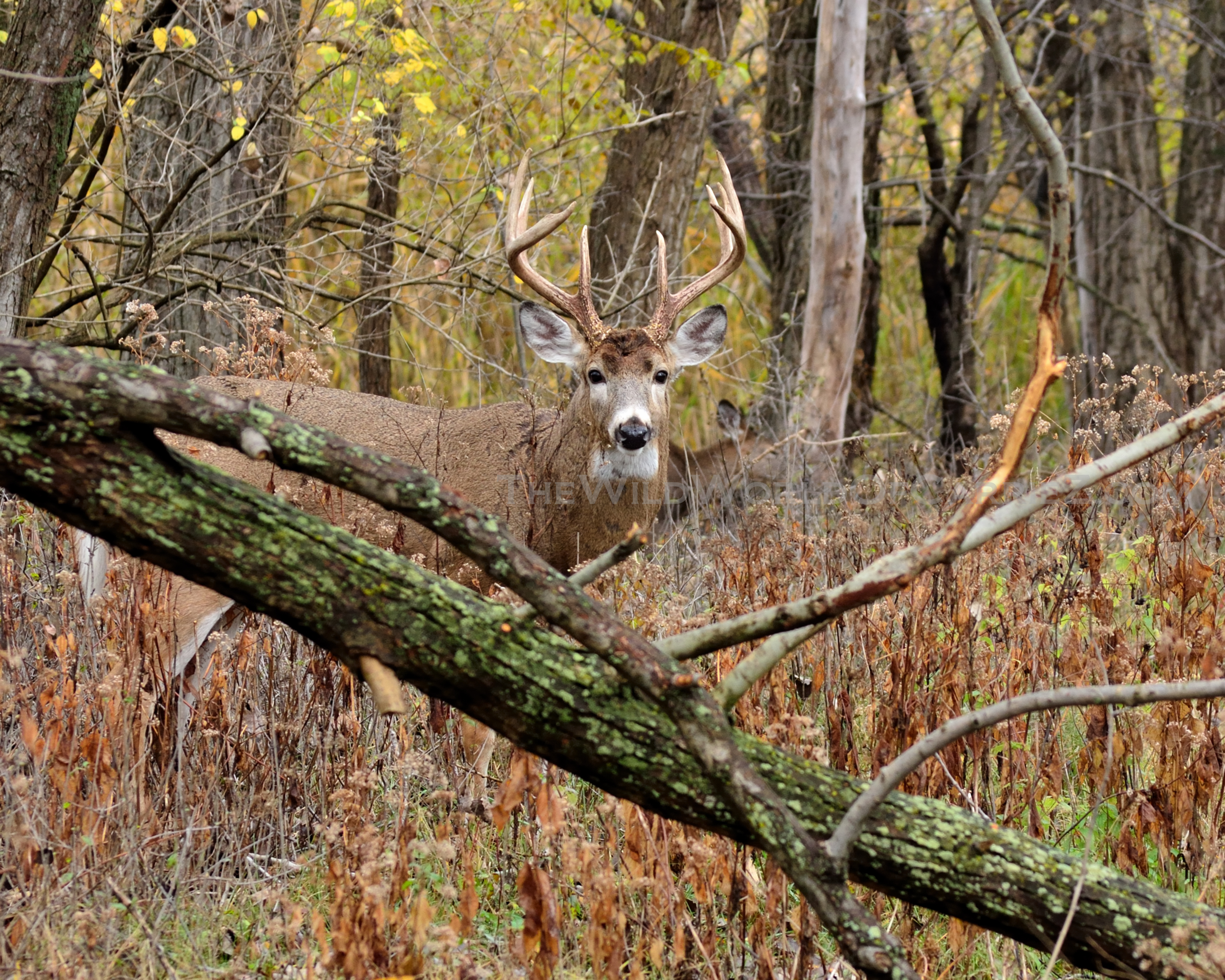 #HuntFishTravel 035 – Deer Species and Sub-Species