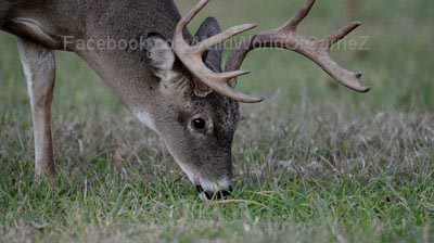 #HuntFishTravel 032 – Deer and Their Antlers