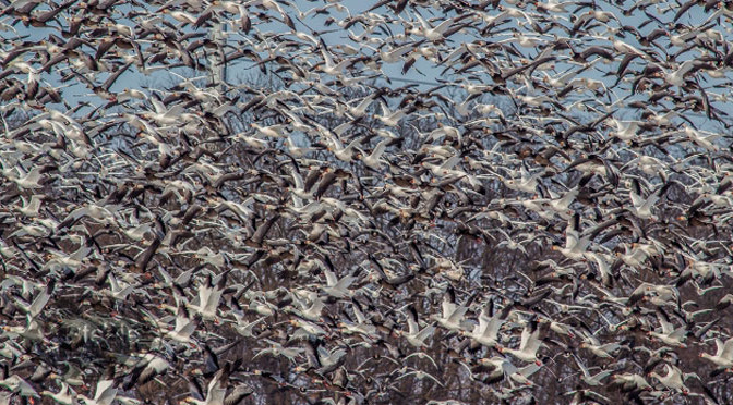Five Strategies for Hunting Spring Snow Goose