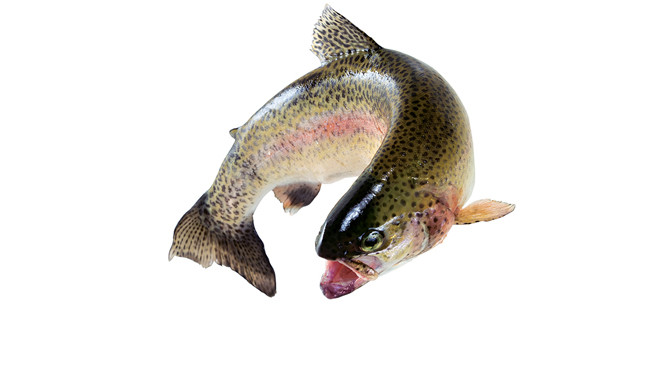 Proposed Wisconsin Trout Regs Aim to Increase Angler Opportunities