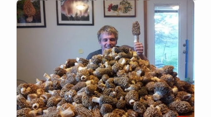 Video: Two Recipes for Morel Mushrooms