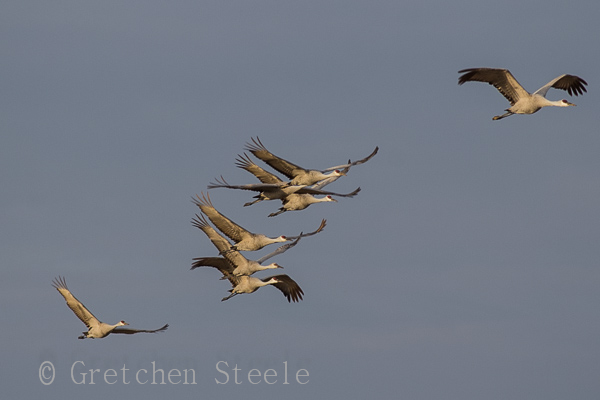 Kentucky Sandhill Cranes