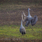 Kentucky Sandhill Cranes
