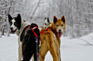 #HuntFishTravel 180 - Drive Your Own Dog Sled with Wolfsong Adventures in Mushing in Bayfield, Wisconsin