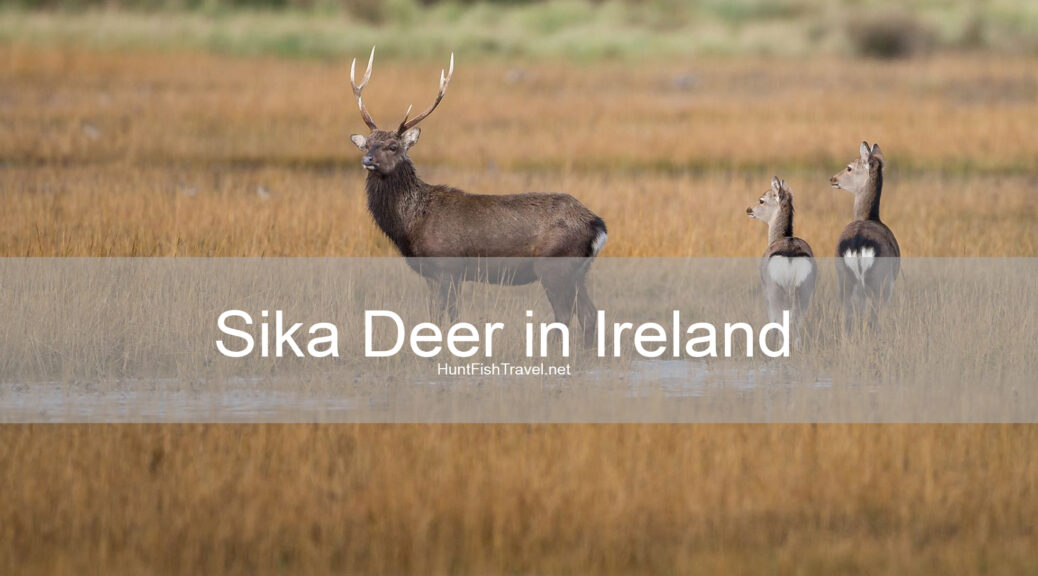 Hunt FIsh Travel Podcast 213 - Hunting Sika Deer in Ireland