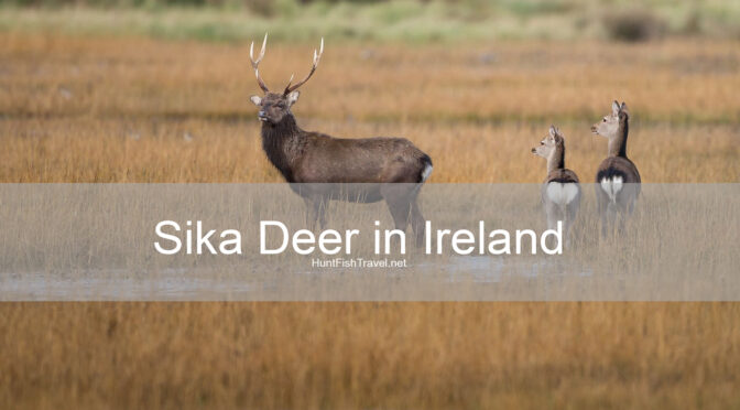 #HuntFishTravel Ep 212 – Hunting Sika Deer in Ireland