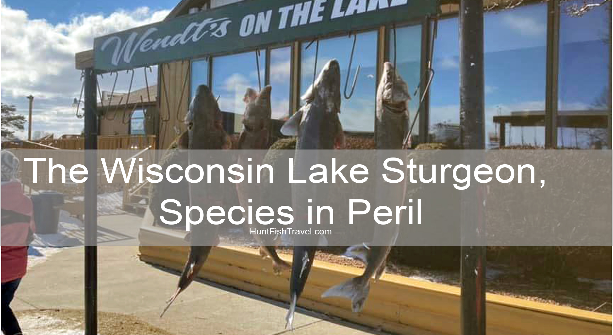 The Wisconsin Lake Sturgeon, a Species in Peril?