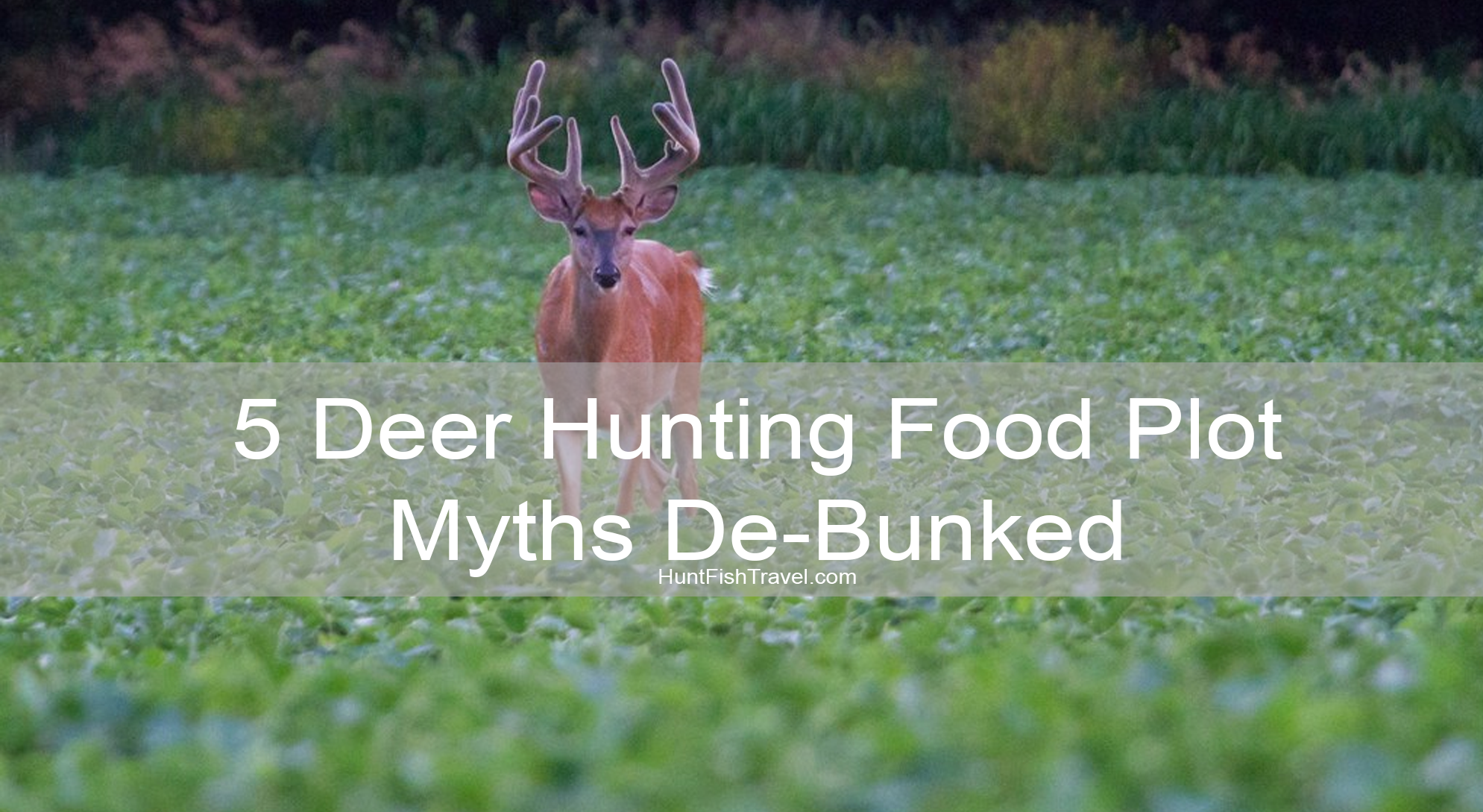 Jim Willes 5 Deer Hunting Food Plot Myths De-Bunked