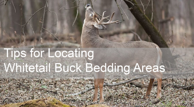 Tips for Locating Whitetail Buck Bedding Areas