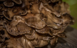 Hen of the Woods Mushrooms – A Foragers Delight