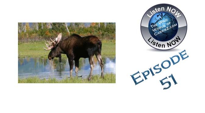 #HuntFishTravel 114 – How to Call in a Moose