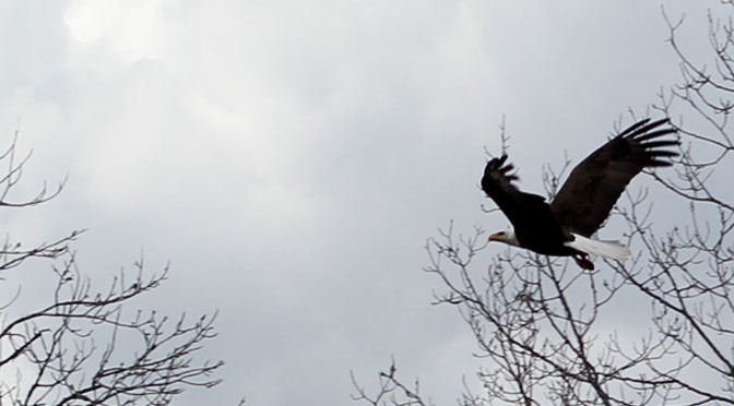 Eagle Watching in Kentucky and Missouri