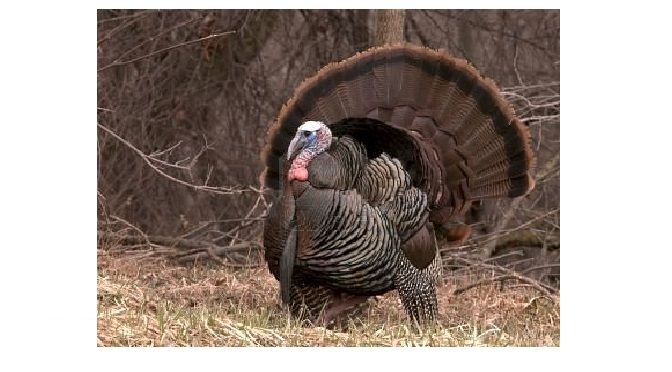 Gobbler or a Hen? How to Tell the Difference in the Field.