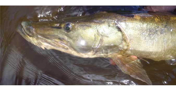 Cut the Drive Time in Half and Fish for Trophies in Central Wisconsin