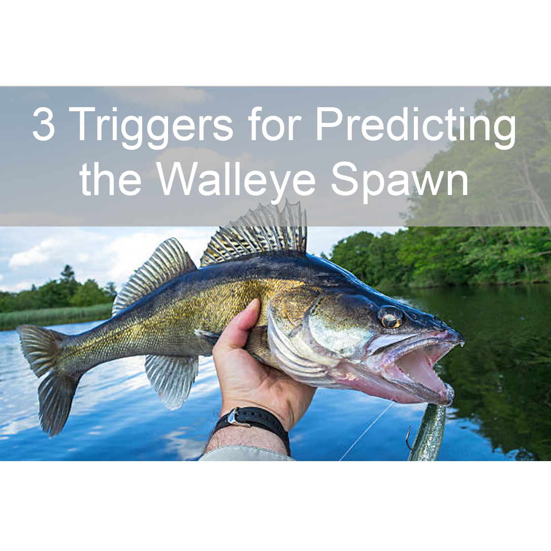 3 Triggers for Predicting the Walleye Spawn